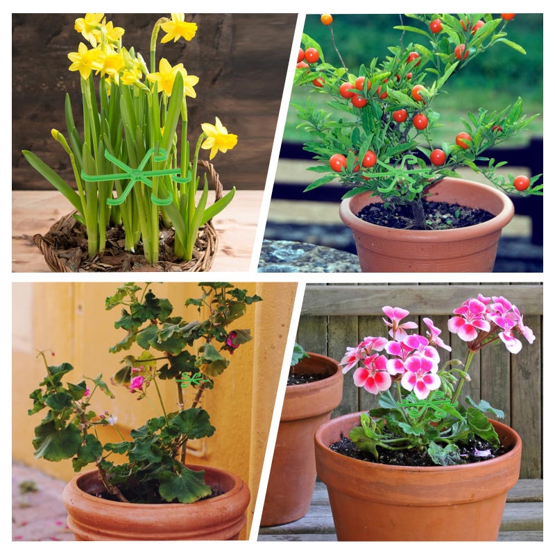Tyqour 8pcs Plant Stem Support Climbing Houseplant Support Stakes for Indoor Plants Reusable Plastic Climbing Plant Support Plant Trellis Indoor Ideal Plant Support for Thriving Growth - Image 3